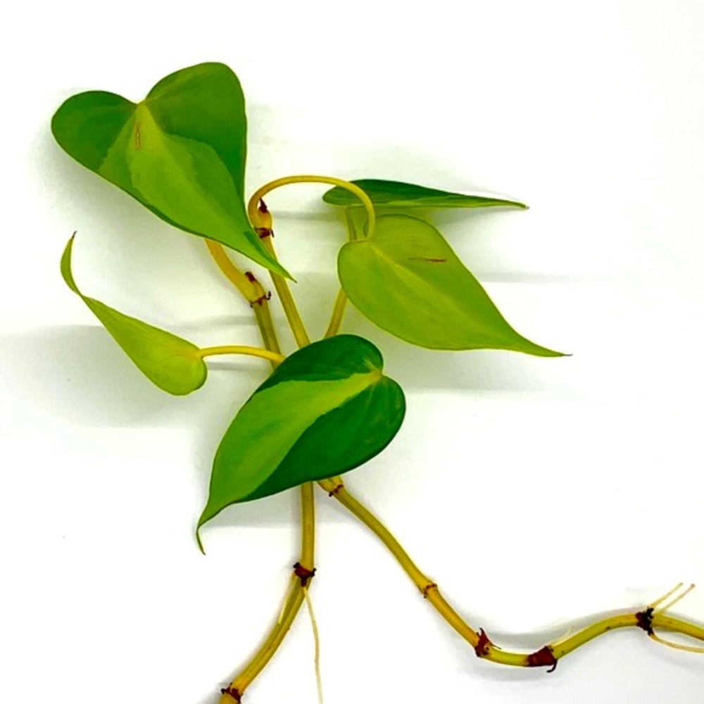 🌿2/$30 Philodendron Brazil - Houseplant Cuttings